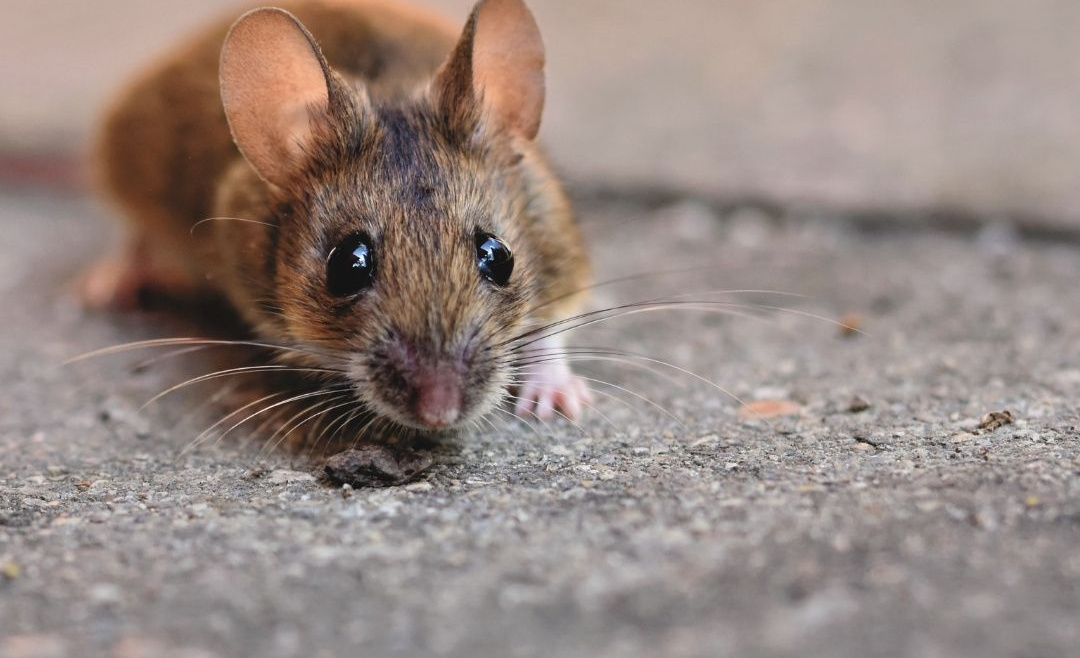 Will Dogs Protect Your Home Against House Mice?