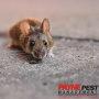 Palm Springs Pest Control: Your Ultimate Guide to a Pest-Free Home