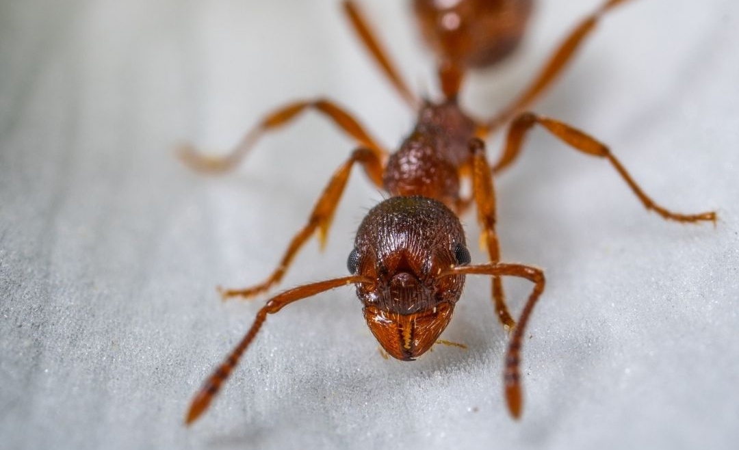 General Information About Ants