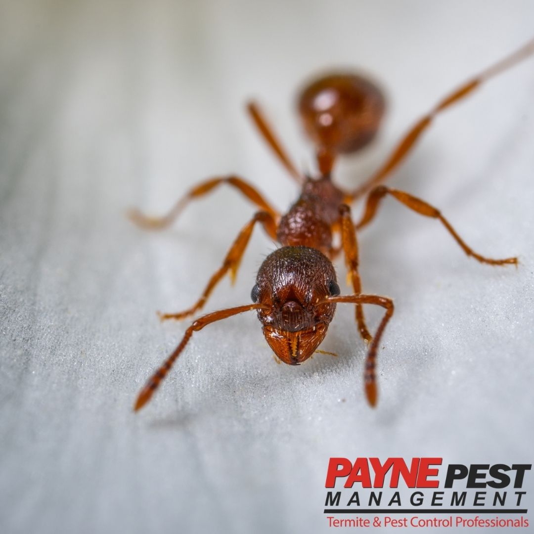 General Information About Ants Payne Pest Pest & Termite Control