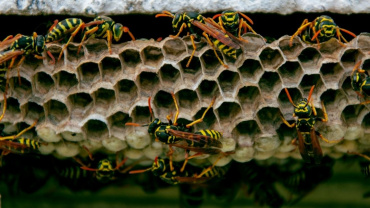 Yellow Jackets Low Down