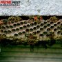 Do Wasp Nests Go Away On Their Own?