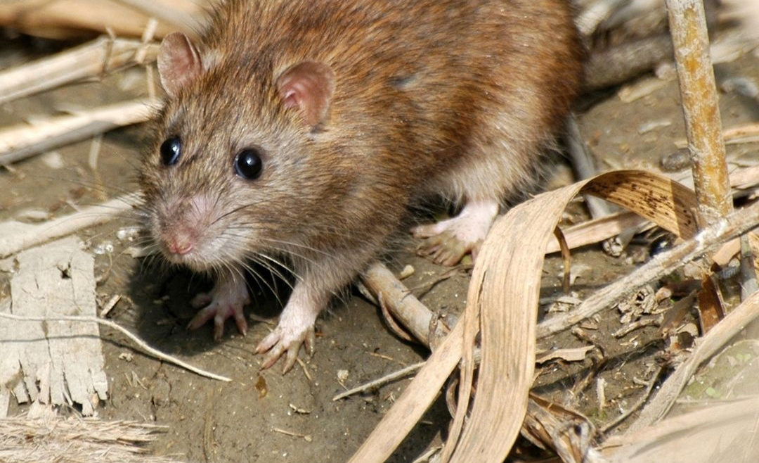 How Quickly Do Rat Infestations Grow?