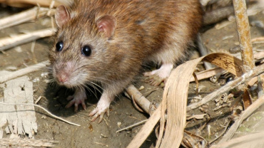 Keeping Rodents Away with Payne Pest Management