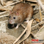 Keeping Rodents Away with Payne Pest Management
