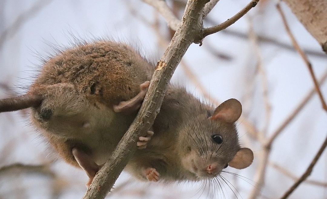 Roof Rats in California: A Growing Nuisance in the Golden State