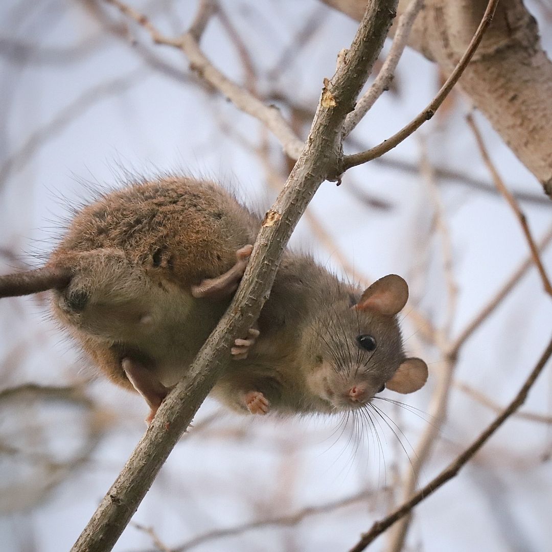 Pest Control & Termite Control in San Diego, California