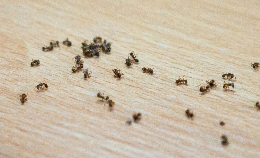The Best Ways To Prevent Ant Infestations | Payne Pest