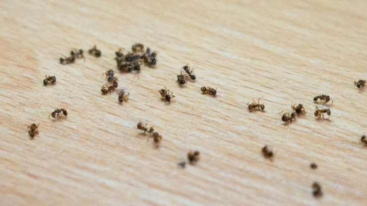 The Benefits of Hiring Payne Pest Management for Ant Prevention in Southern California