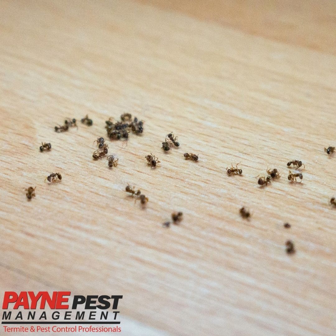 The Best Ways To Prevent Ant Infestations Payne Pest Payne Pest