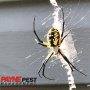 Staying Pest Free This Thanksgiving: Essential Tips and Strategies