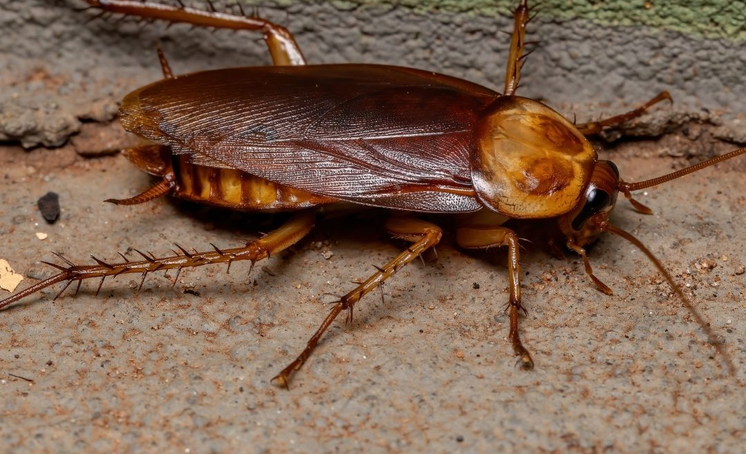 The Diet Of The American Cockroach