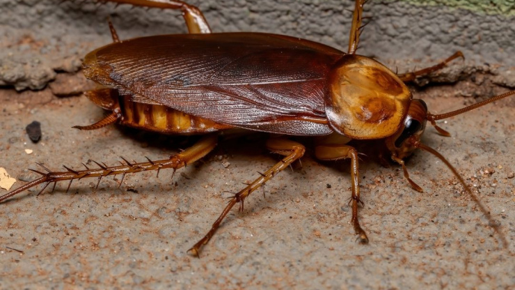 Payne Pest Management: The Best Partner to Keep Cockroaches Away from Your Home