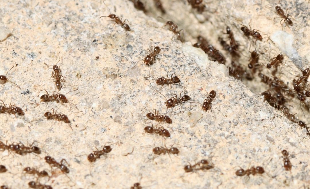 How Professionals Remove Ant Infestations