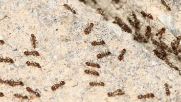 Keep Ants at Bay During the Holiday Season