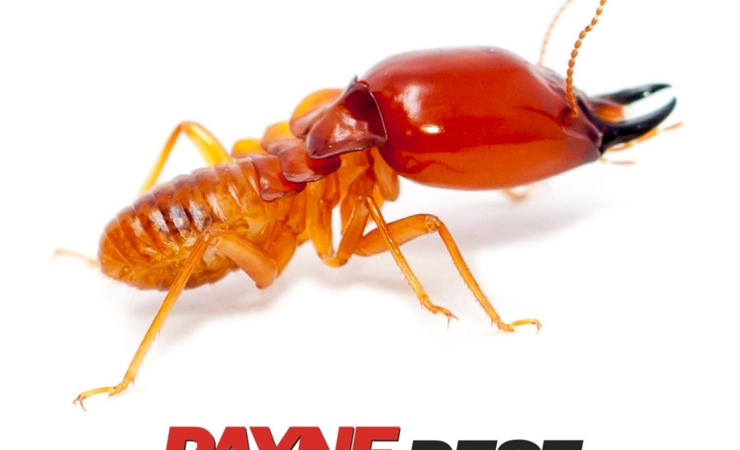 Do Termite Treatments Pose A Health Threat?