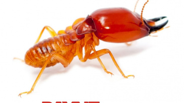 The Dangers Of Drywood And Subterranean Termite Infestations