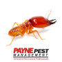 Subterranean Termite Control – The Effectiveness Of Chemical Barriers