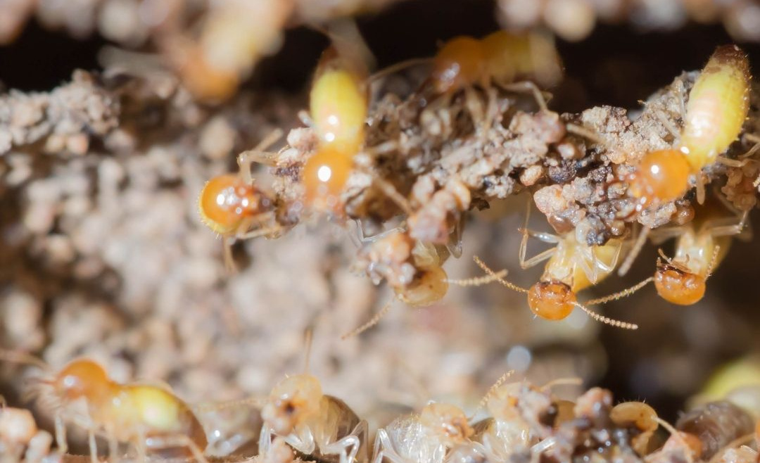 How Termite Colonies Start And Spread