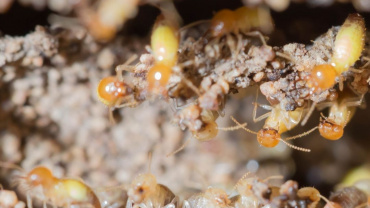 The Differences Between Subterranean And Drywood Termite Infestations