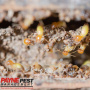 The Differences Between Subterranean And Drywood Termite Infestations