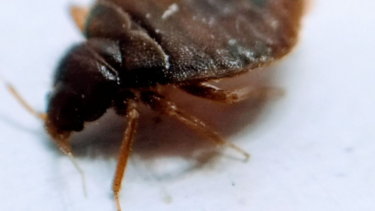 Are The Insecticides That Target Bed Bugs Safe?