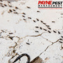 Which Ant Species Do You Need To Watch Out For?