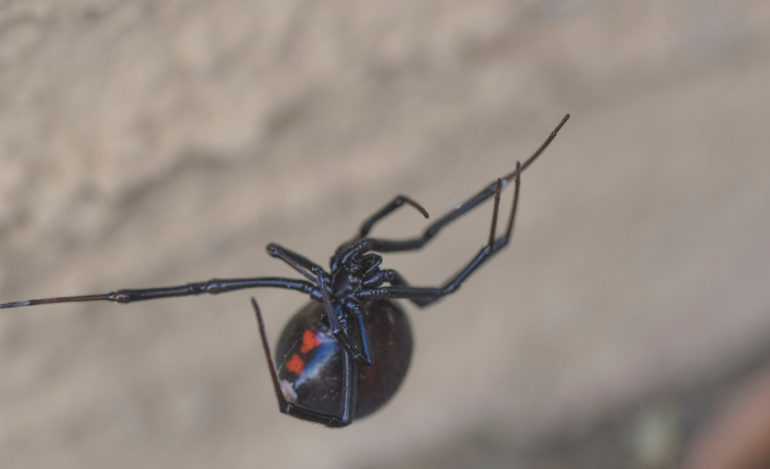 Is That A Black Widow Or Something Else?