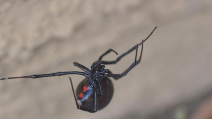 10 Telltale Signs Your Home Has Fallen Prey to a Spider Infestation