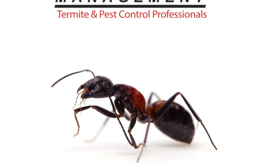 California Ant Prevention: How to Keep Ants Away from Your Home and Garden