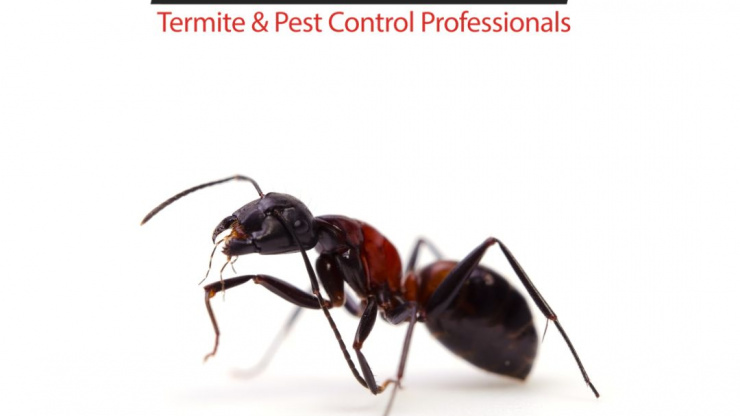 Keeping Your Home Ant Free This Spring