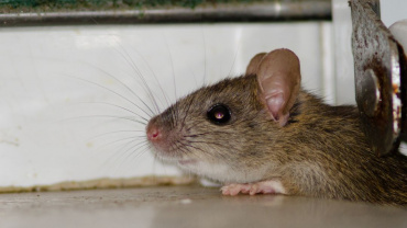 Tips for a Rodent-Free 2025, from Payne Pest Management