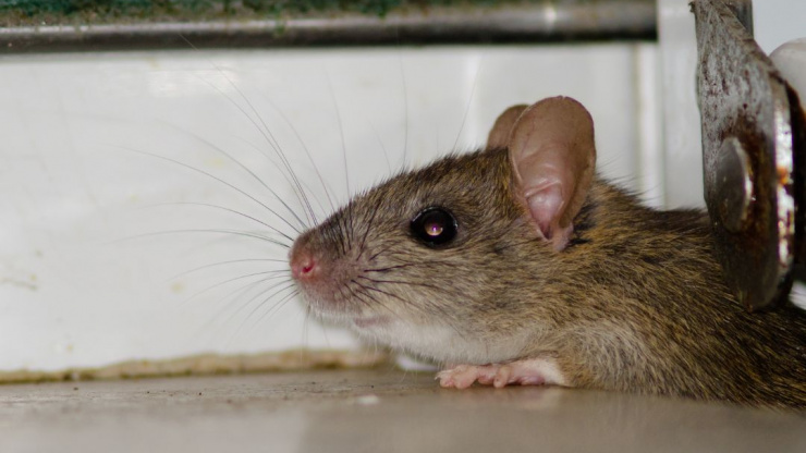 How to Spot the Signs to Hire a Pro for Rodent Control and Protect Your Home