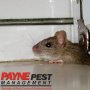 Keeping Your Home Safe from Mice: Payne Pest Management’s Top Tips