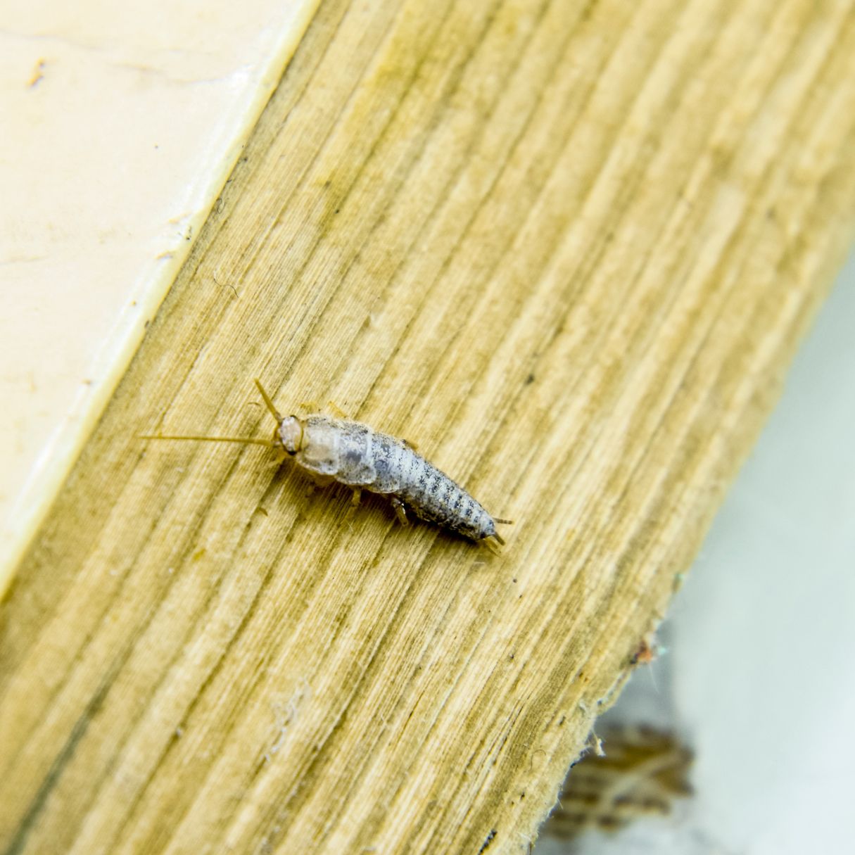 what-attracts-silverfish-a-comprehensive-guide-payne-pest-pest