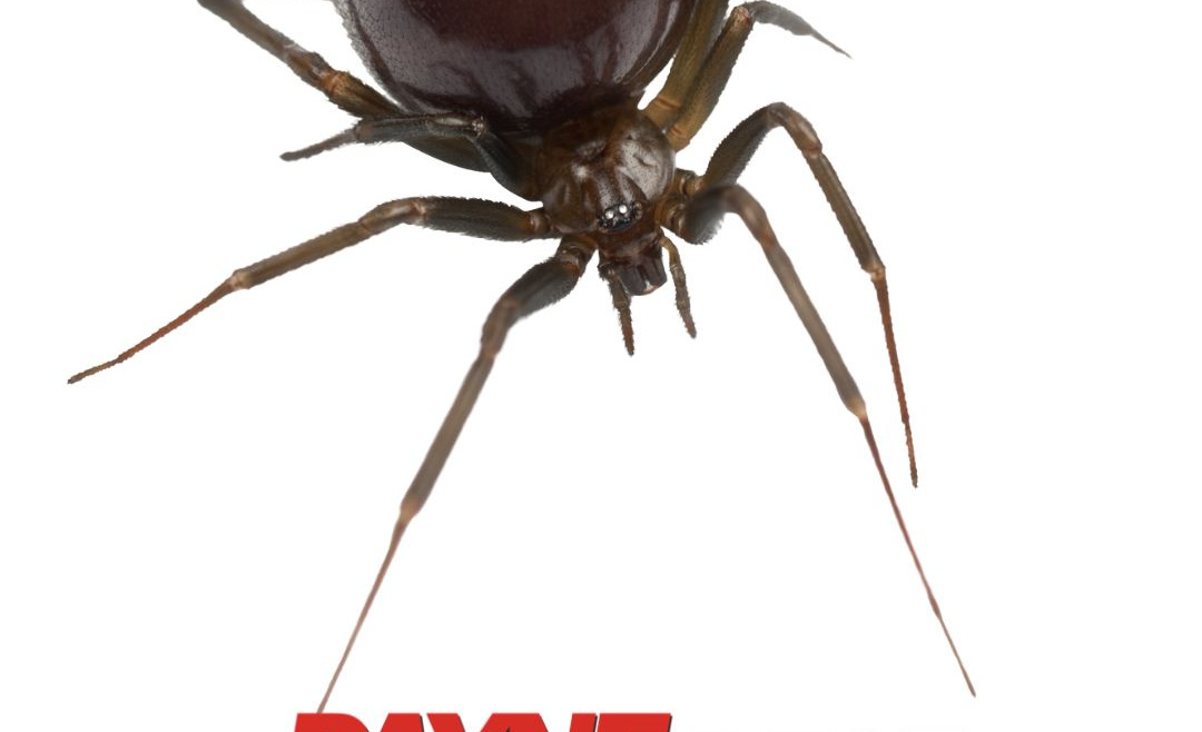 Natural Methods That Can Help Keep Your Home Spider-free