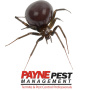 Spiders in Palm Springs To Be on The Lookout For: A Guide to Palm Springs’ Arachnid Residents