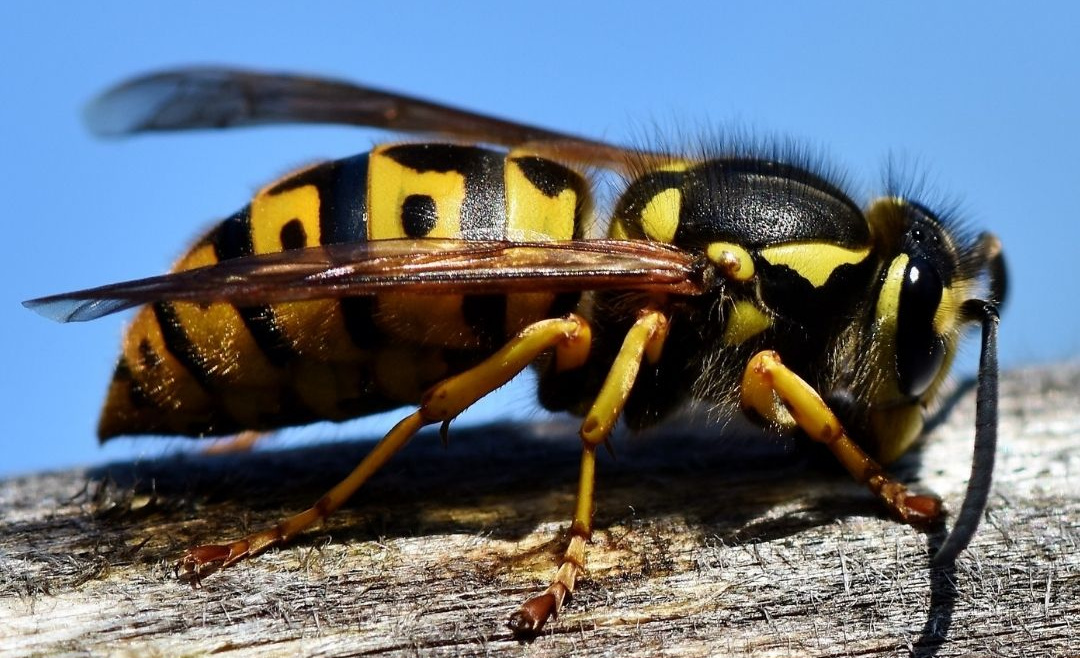 Where do Wasps Like to Hide?