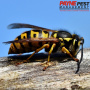 Common Wasp Species in Southern California