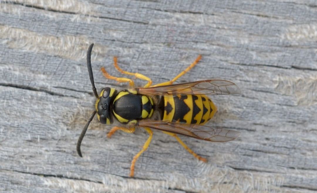 European wasps: Everything you need to know about them!