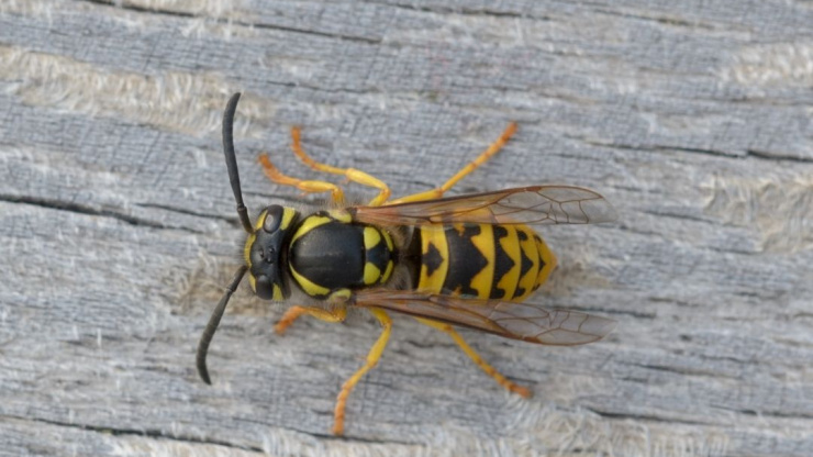 How Can You Deter Wasps | Wasp Control