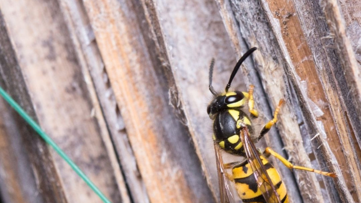 Get Rid of Wasps Using Natural Remedies | San Diego Wasp Control Experts