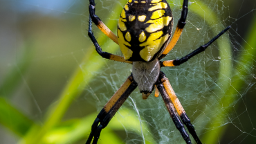 Discover the Spiders of Temecula: Your Guide to Local Arachnids