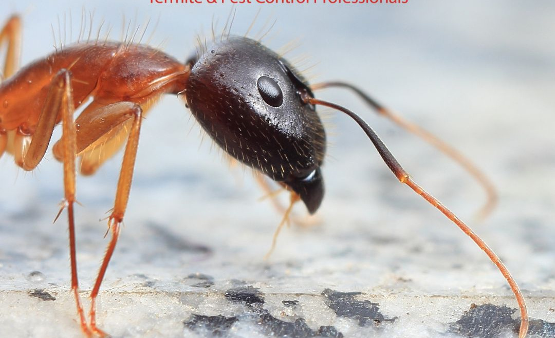 The Ant-omical Adventures: A Deep Dive into Ant Species in Southern California