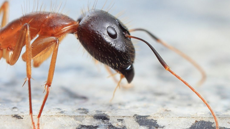 Protect Your Home from Carpenter Ants – Palm Springs Edition