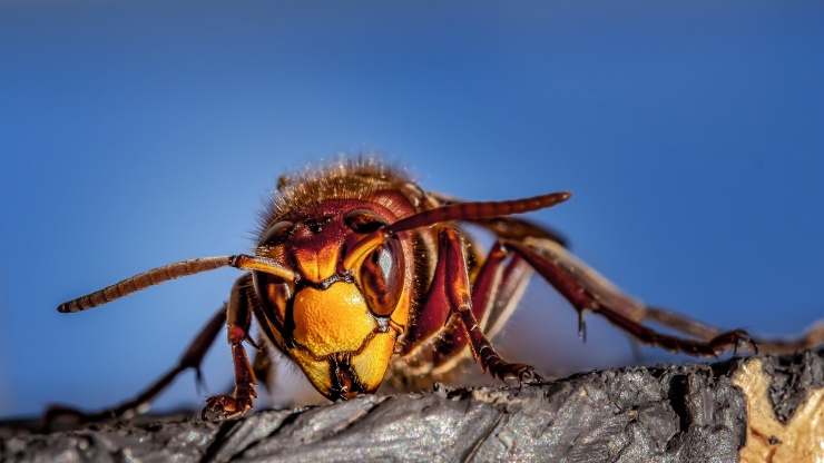 Stay Alert For Stinging Insects This Summer